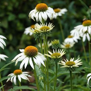 Zonnehoed Alba (biologisch)