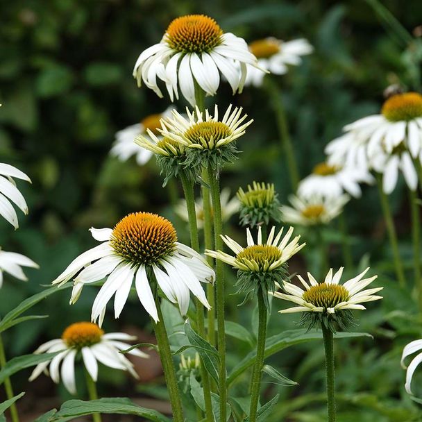 Zonnehoed Alba (biologisch)