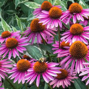 Zonnehoed purpurea Magnus (biologisch)