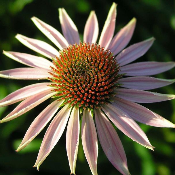 Zonnehoed purpurea Pink Tip (biologisch)