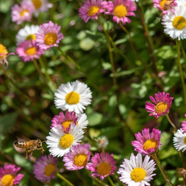 Muurfijnstraal karvinskianus (biologisch)