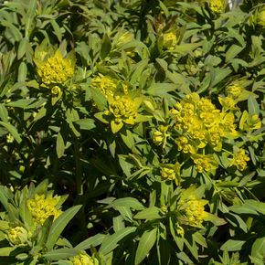 Moeraswolfsmelk (biologisch)