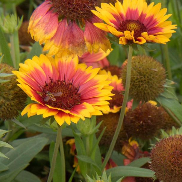 Kokardebloem Kobold (biologisch)