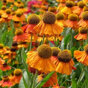 Zonnekruid Sahin's Early Flowerer (biologisch)