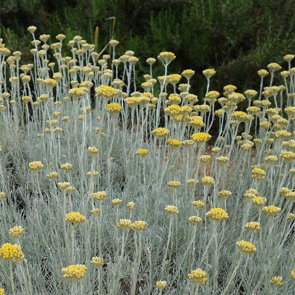 Kerrieplant (biologisch)