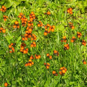 Oranje Havikskruid (biologisch)