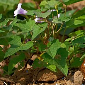 Zoete aardappel (biologisch)