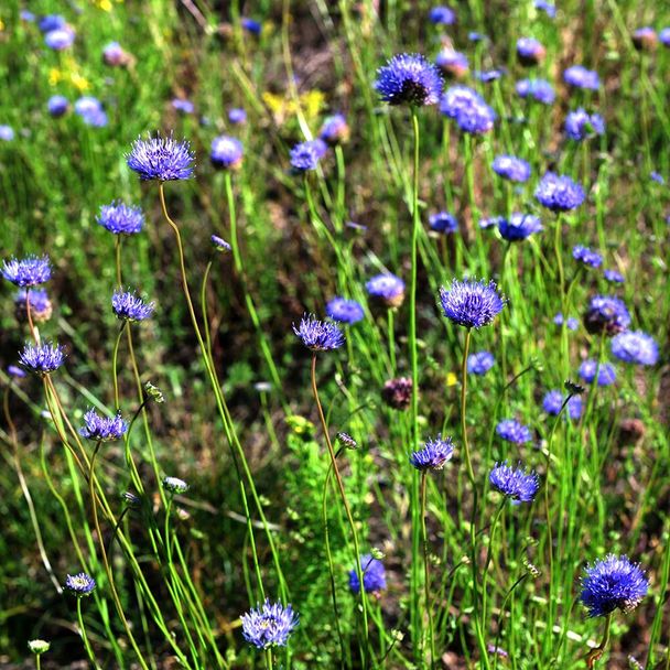 Zandblauwtje (biologisch)