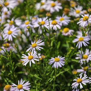 Zomeraster Blue Star (biologisch)