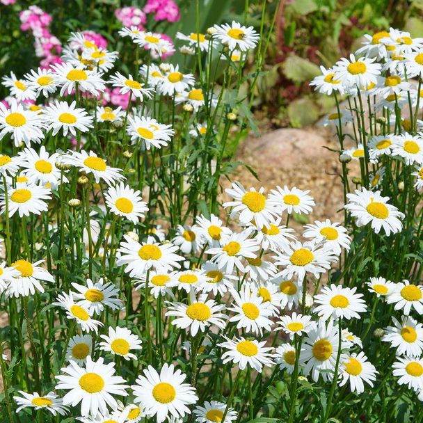 Margriet Maikönigin (biologisch)