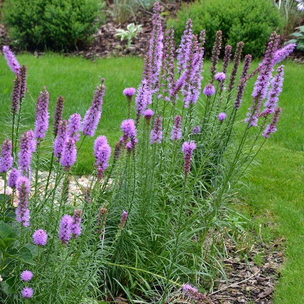 Lampenpoetser Kobold (biologisch)