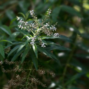 Citroenverbena (biologisch)