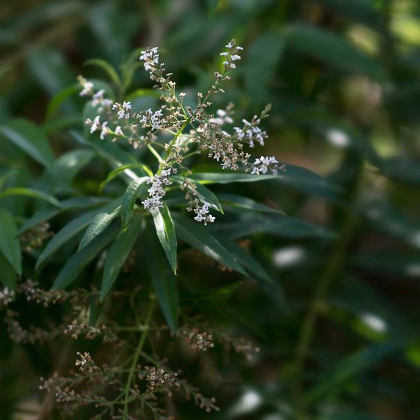 Citroenverbena (biologisch)
