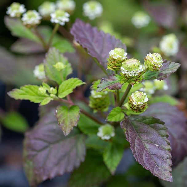 Aztekisches Süßkraut (BIO)