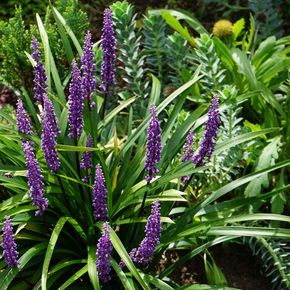 Leliegras Big Blue (biologisch)