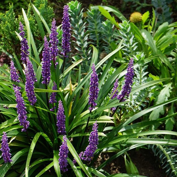 Leliegras Big Blue (biologisch)