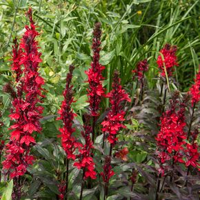 Kardinaalsbloem Queen Victoria (biologisch)