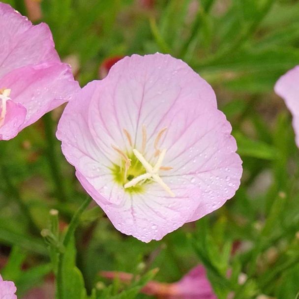 Teunisbloem Siskiyou (biologisch)