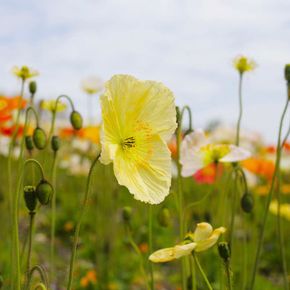 Japanse klaproos (biologisch)