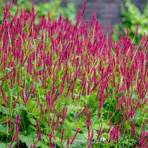 Duizendknoop JS Calor (biologisch)