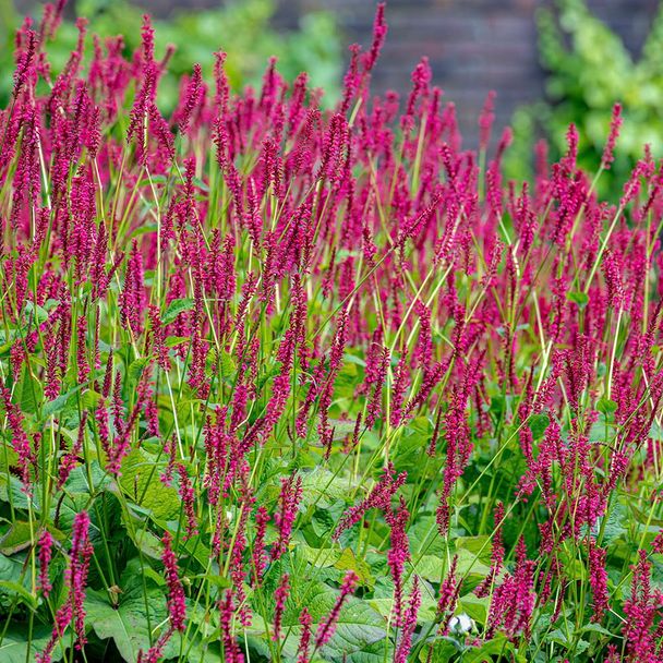 Duizendknoop JS Calor (biologisch)