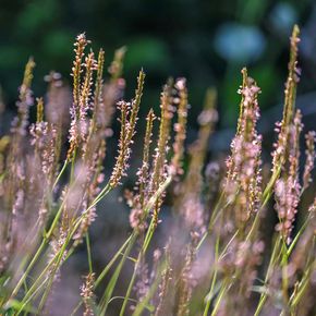 Duizendknoop JS Misty Morning (biologisch)