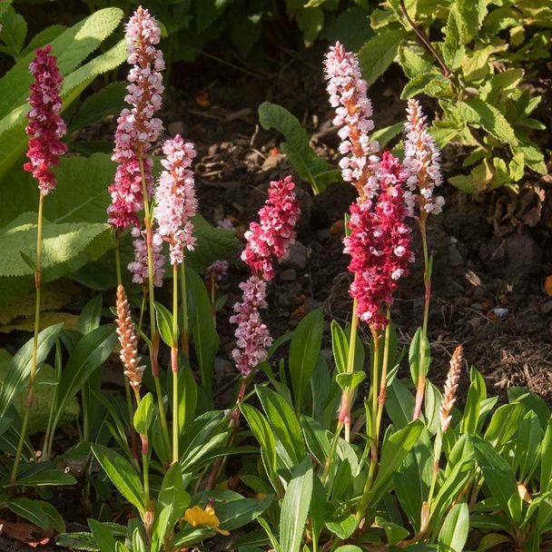Duizendknoop affinis Superba (biologisch)