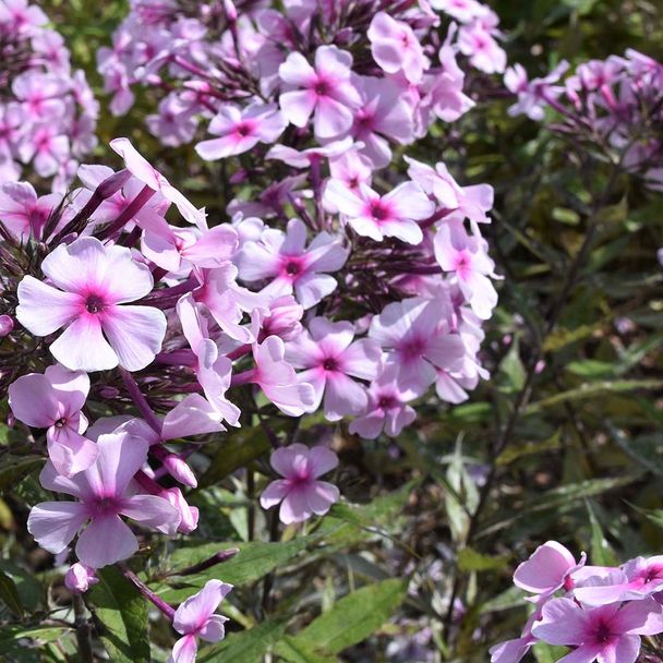 Hohe Flammenblume 'Charlotte' (BIO)