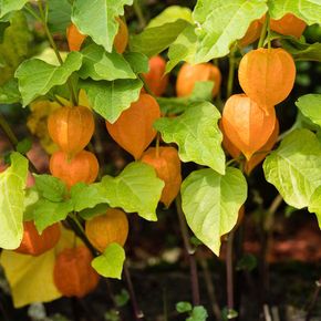 Goudbes (biologisch)