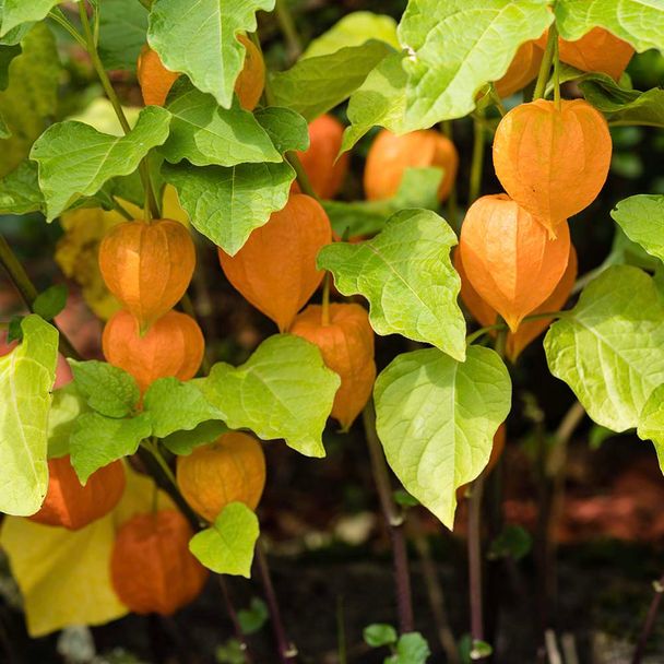 Goudbes (biologisch)