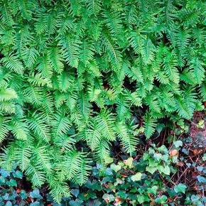 Gewone eikvaren (biologisch)