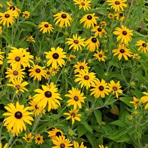 Zonnehoed Goldsturm (biologisch)