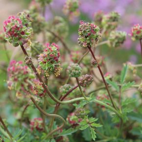 Kleine pimpernel (biologisch)