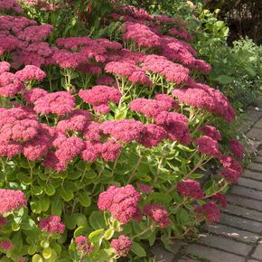 Vetkruid Herbstfreude (biologisch)