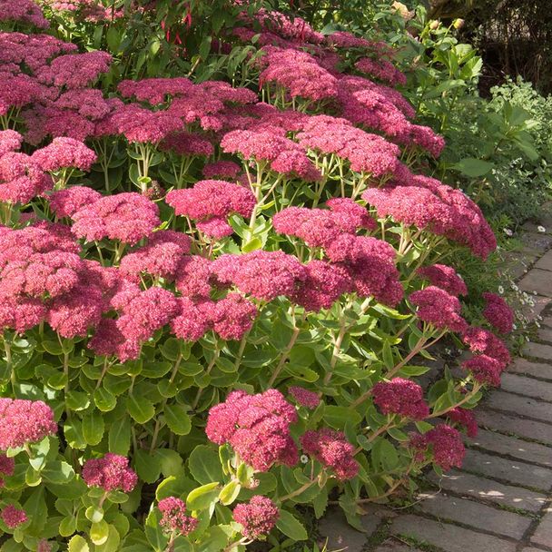 Vetkruid Herbstfreude (biologisch)