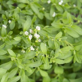Honingkruid (biologisch)