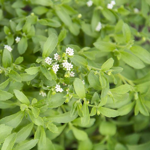 Honingkruid (biologisch)