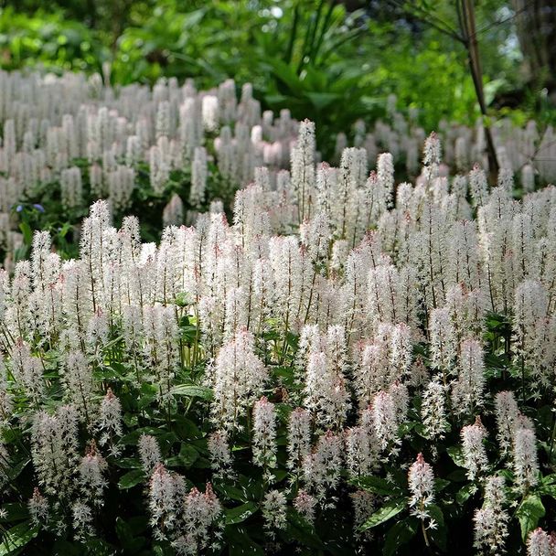 Schuimbloem Spring Symphony (biologisch)