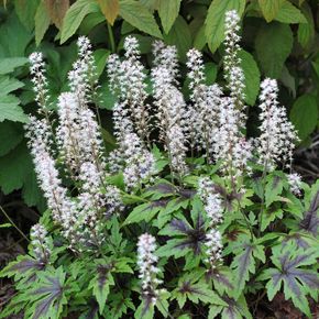 Schuimbloem Sugar and Spice (biologisch)