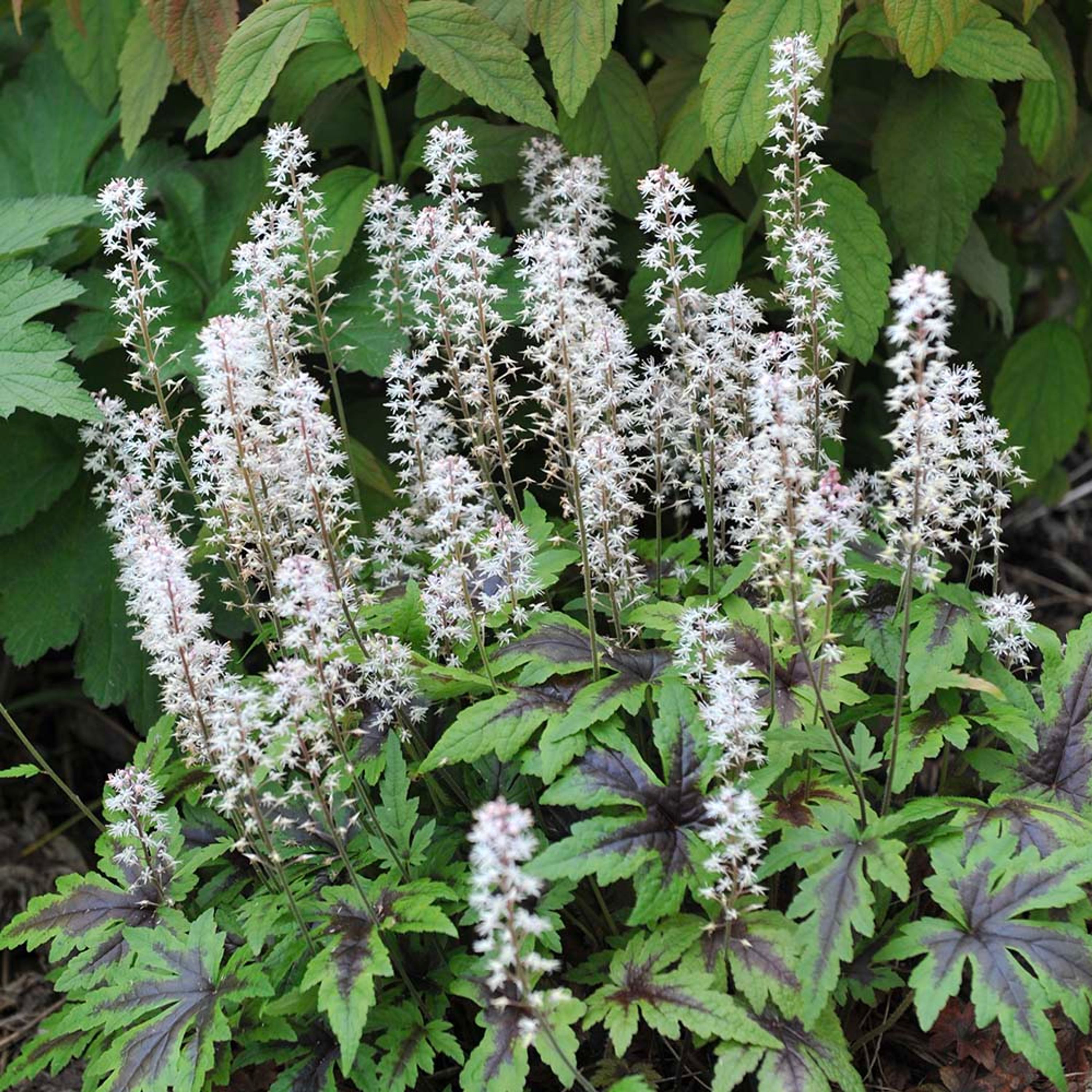 Schuimbloem Sugar and Spice (biologisch) | Kwekerij Verhoeven