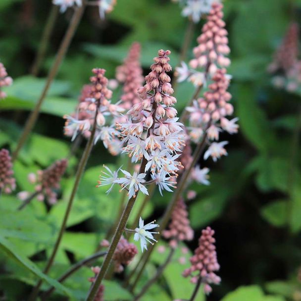 Schuimbloem cordifolia (biologisch)