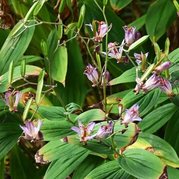 Armeluisorchidee (biologisch)