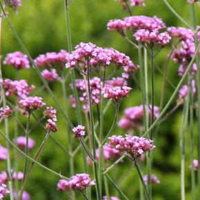 IJzerhard (biologisch)