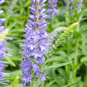 Lange ereprijs (biologisch)