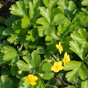 Goudaardbei (biologisch)