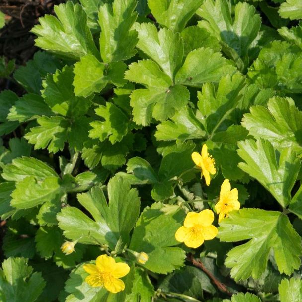 Goudaardbei (biologisch)