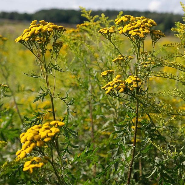 Boerenwormkruid (biologisch)