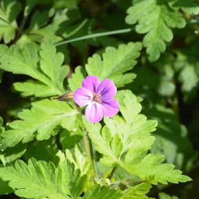 Robertskruid (biologisch)