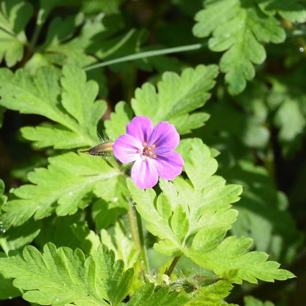 Robertskruid (biologisch)