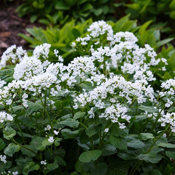 Look-zonder-look (biologisch)